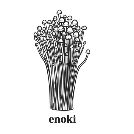 Engraved enoki mushroom vintage vector illustration.のイラスト素材