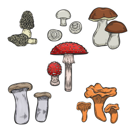Mushrooms vintage illustration collection.のイラスト素材