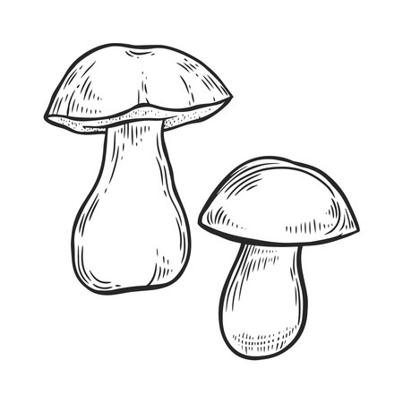 Engraved porcini mushrooms vector illustration.のイラスト素材