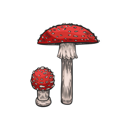 Amanita mushrooms vintage line drawing isolated on white background.のイラスト素材