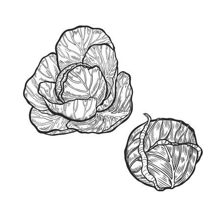Cabbages vintage line drawing isolated on white background.のイラスト素材