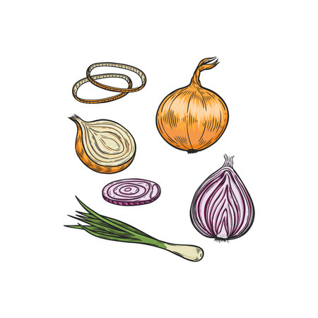 Onion, rings and scallion line drawing vector illustration.のイラスト素材