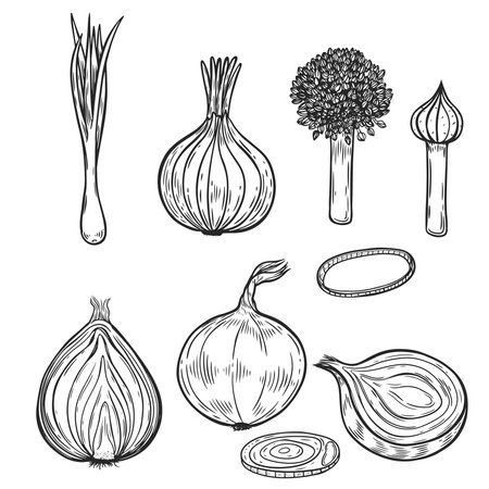 Onion line drawing vintage vector illustration set.のイラスト素材