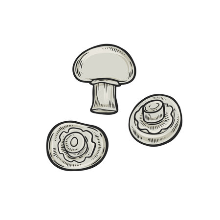 Three champignon mushrooms line drawing vector illustration.のイラスト素材