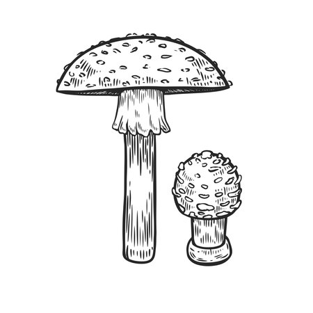 Engraved poisonous amanita mushroom vector hand drawn illustration.のイラスト素材