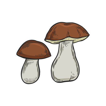 Porcini mushrooms line drawing isolated on white background.のイラスト素材