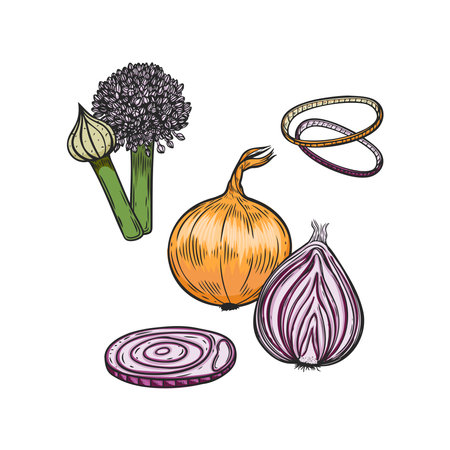 Engraved onion, ring and bloom vector line drawing isolated on white background.のイラスト素材