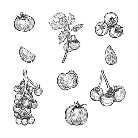 Tomatoes line drawing illustration collection.のイラスト素材