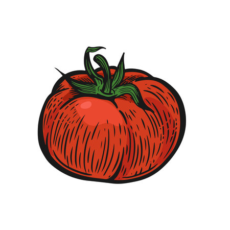 Tomato vegetable vector line drawing illustration.のイラスト素材