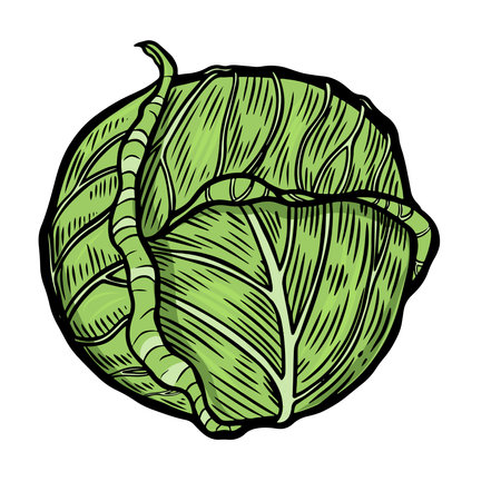 Engraved vintage cabbage vegetable vector illustration.のイラスト素材