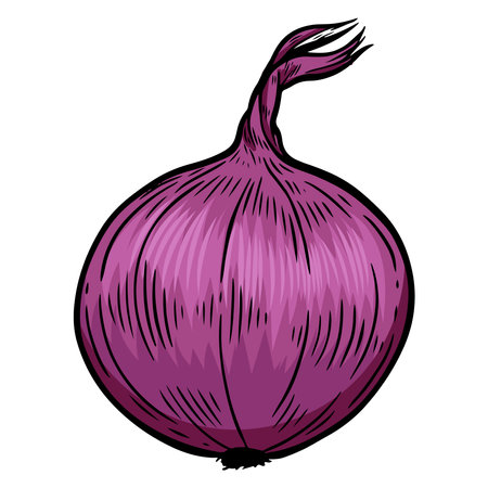 Engraved onion isolated on white background.のイラスト素材