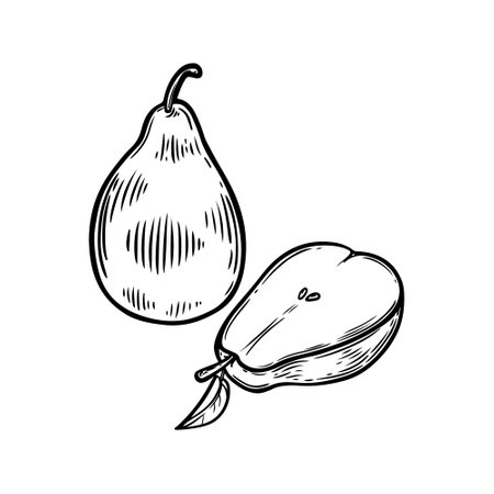 Engraved pear half hand drawn vector illustration.のイラスト素材