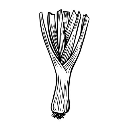 Engraved leek hand drawn vector illustration.のイラスト素材