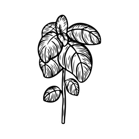 Basil line drawing isolated on white background.のイラスト素材