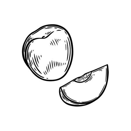 Peach slice line drawing isolated on white background.のイラスト素材