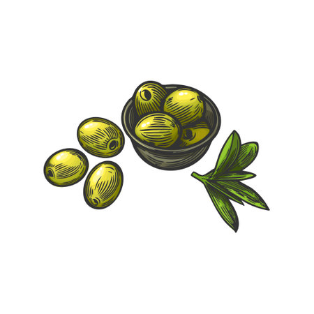 Olives in bowl and leaves engraved vector illustration.のイラスト素材