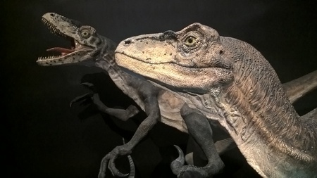 Dinosaur Exhibit Velociraptor at Sydney Museumの写真素材