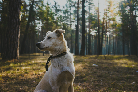 Young dog in the forestの写真素材