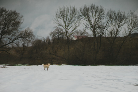 Young dog in the forestの写真素材