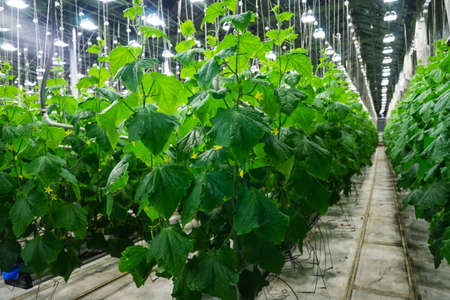 Photo big fruiting cucumber greenhousesの写真素材