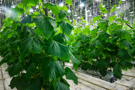 Photo big fruiting cucumber greenhousesの写真素材