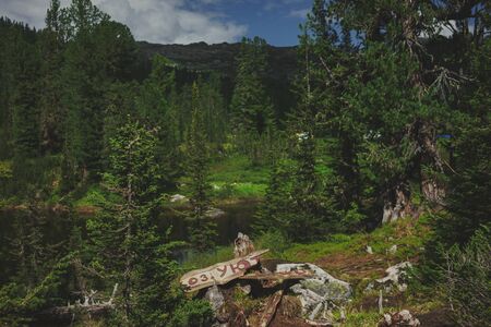 snag lies in the woods in a meadowの写真素材