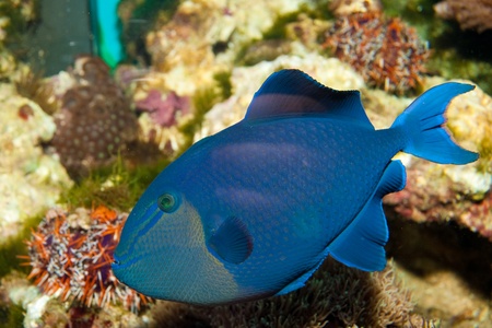 Niger Triggerfishの写真素材