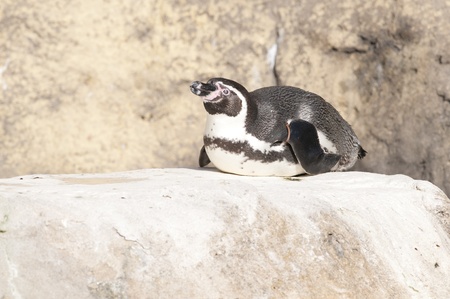 Humboldt Penguin at the zooの写真素材