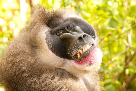 Drill Monkey (Mandrillus leucophaeus) Portrait