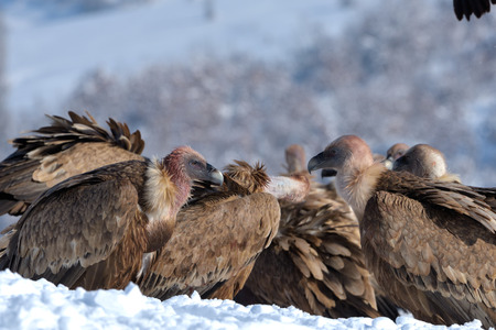 Griffon Vultures (Gyps fulvus) Eating in Winter, into the Mountainsの写真素材