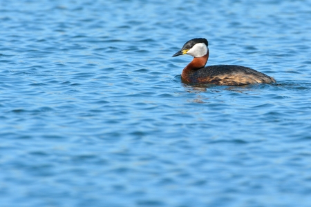 Red Necked Grebe (Podiceps grisegena) on Water, in Springtimeの写真素材