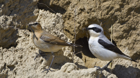Northern wheatear (Oenanthe oenanthe) Pair, Bringing Food o the Nestの写真素材
