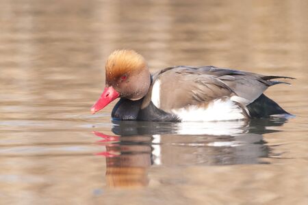 Red Crested Pochard (Netta rufina) on Waterの写真素材