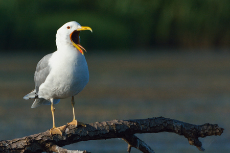 Caspian Gull (Larus cachinnans) on a Branchの写真素材