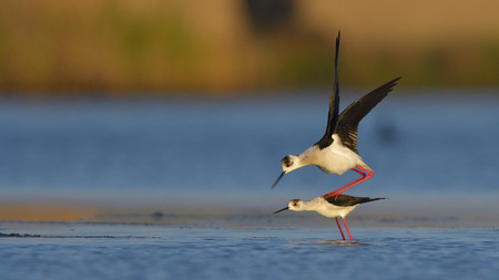 Black Winged Stilt (Himantopus himantopus) Pair Matingの写真素材