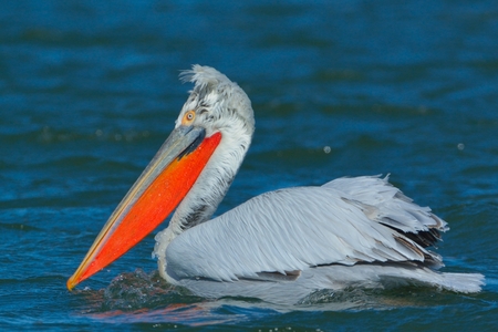 Dalmatian Pelican (Pelecanus crispus) on Water, in Winter, in Breeding Plumageの写真素材