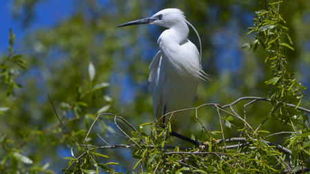 Little egret (Egretta garzetta) on a treeの写真素材