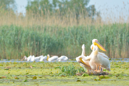 White Pelicans (Pelecanus onocrotalus) on a Floating Island in the Danube Deltaの写真素材
