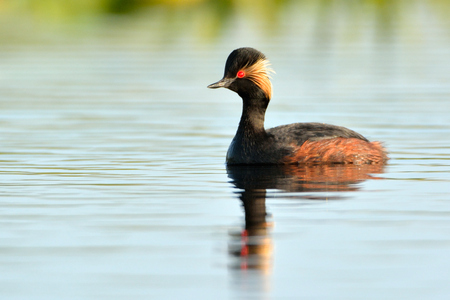 Black-necked grebe (Podiceps nigricollis) on waterの写真素材