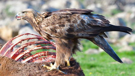 Golden Eagle (Aquila chrysaetos) Eating from A Carcasse in Mountains