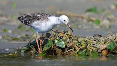 Ruff (Philomachus pugnax) searching food on shoreの写真素材
