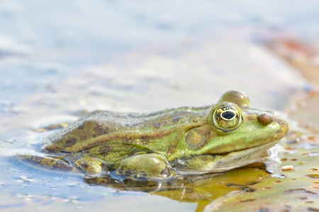 Edible Frog on Water in Summerの写真素材