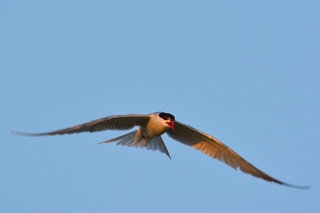 Common tern (Sterna hirundo) in flight