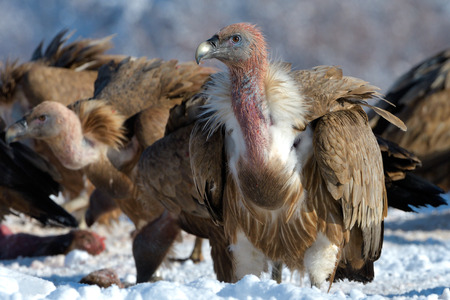 Griffon Vultures (Gyps Fulvus) in Winter Landscape, into the Mountainsの写真素材