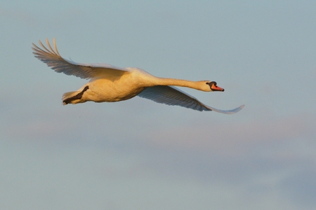 Mute Swan (Cygnus olor) in Flightの写真素材