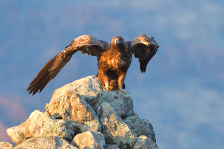 Golden Eagle (Aquila crysaetos) Taking Off from a Rock, in Winterの写真素材
