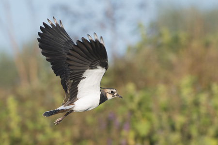 Northern Lapwing (Vanellus vanellus) in Flight