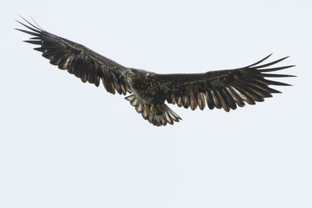 Juvenile White tailed eagle (Haliaeetus albicilla) in flightの写真素材