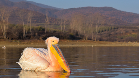 White Pelican (Pelecanus onocrotalus) on Watwr, in Summerの写真素材