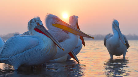Dalmatian Pelicans (Pelecanus crispus) on Water, in Sunrise Lightの写真素材
